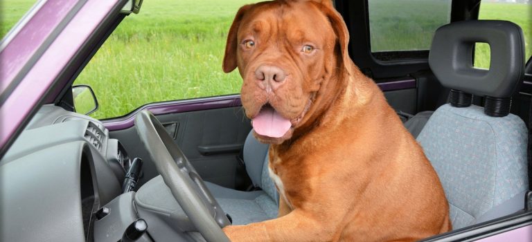 chien dans voiture